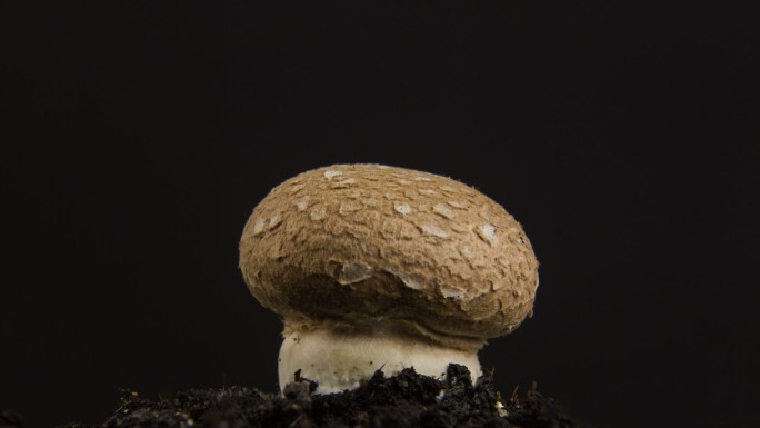 蘑菇生长延时摄影蘑菇生长食用菌食材云南农