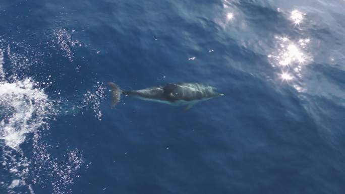 海豚跃出海面