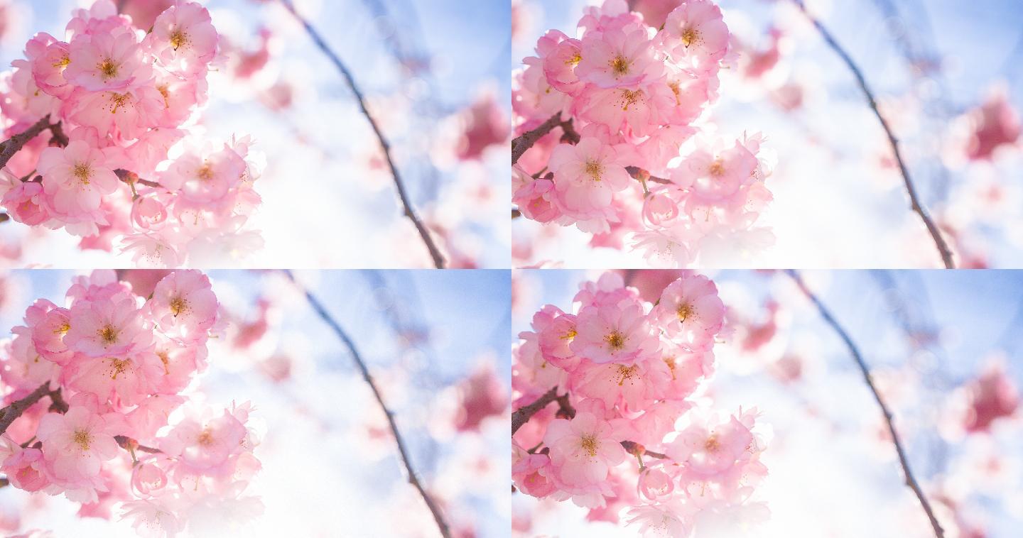 春天樱花盛开芳香粉色春天