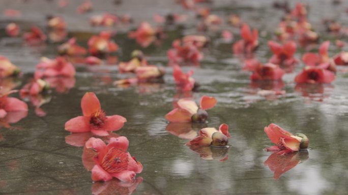 木棉花