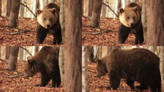 一只棕熊