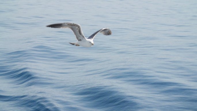 海鸥慢动作飞行湛蓝大海丝滑海面水波纹