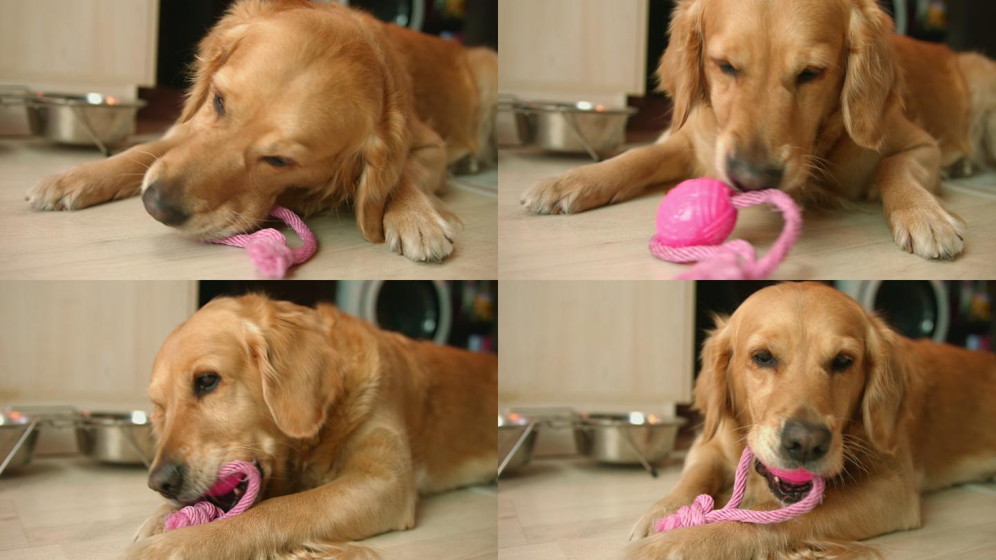 拉布拉猎犬躺在地上玩粉红色玩具