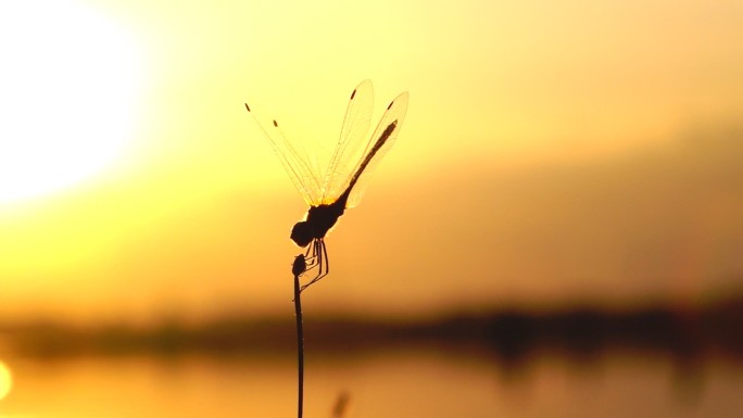 蜻蜓慢镜头大自然剪影夕阳晚霞傍晚彩霞空境