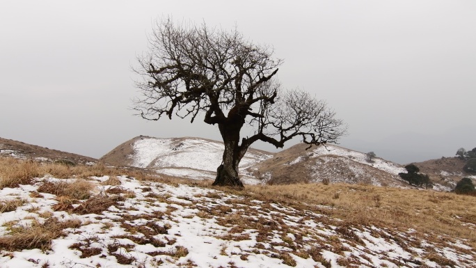雪地老树
