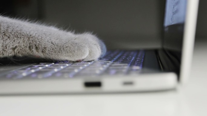 猫经理正在笔记本电脑上打字