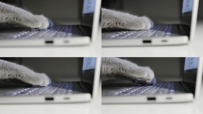 猫经理正在笔记本电脑上打字