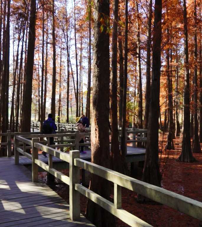 肇庆七星岩景区水杉林