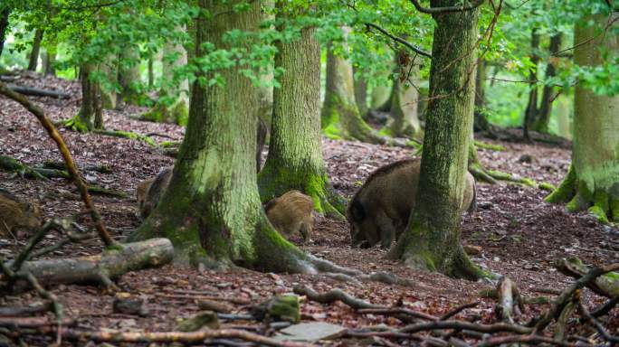 森林里的野猪母猪山猪原始森林