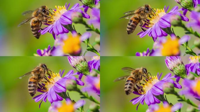 蜜蜂采集花粉的微距镜头-慢镜头