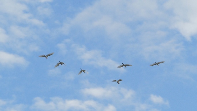 白鹭在蓝天上飞翔，慢动作。