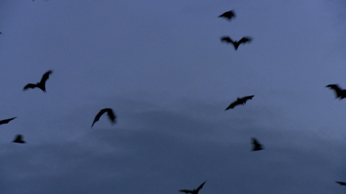 在空中飞翔的蝙蝠