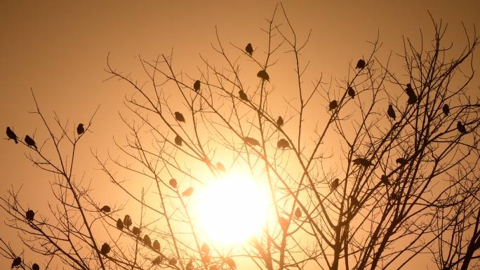 黄昏下数鸟栖息在小树上