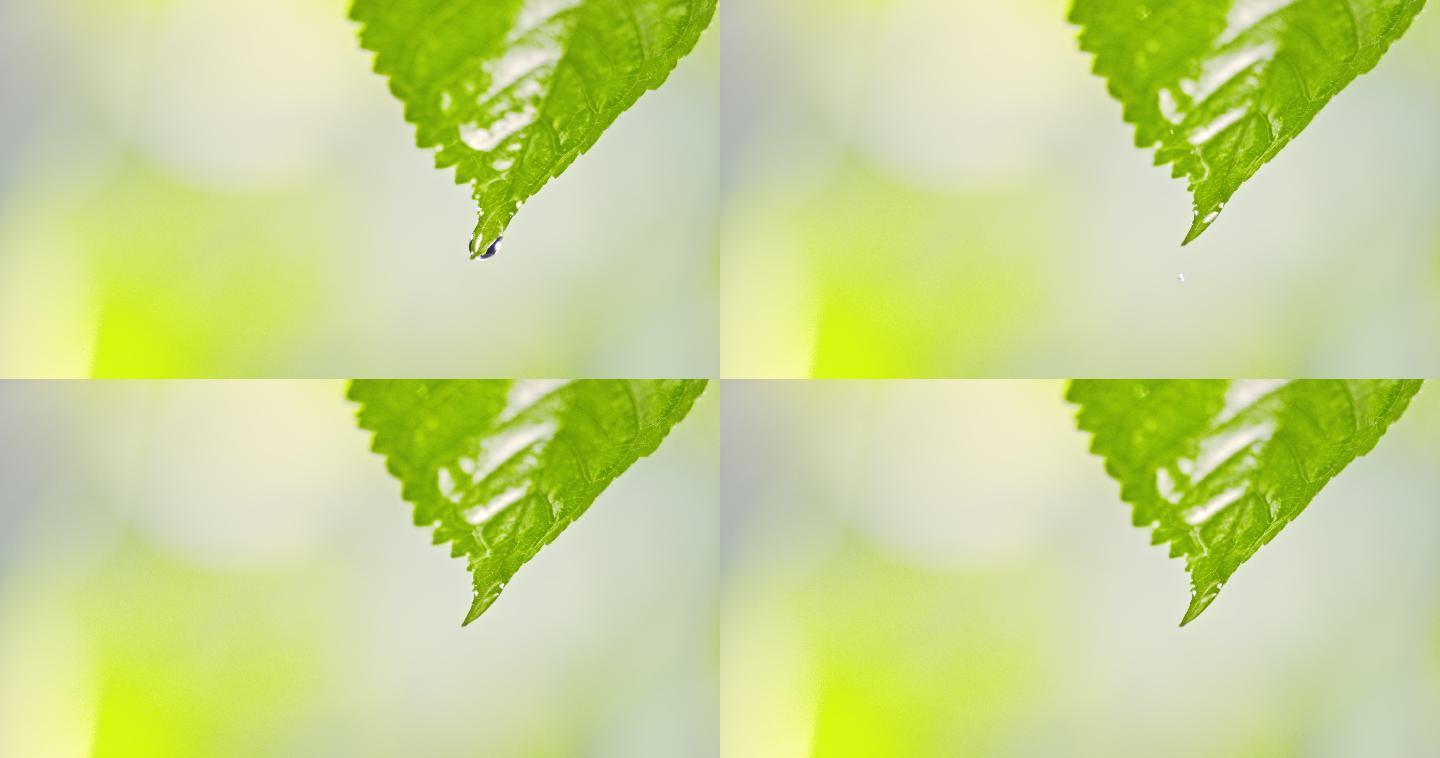 一滴水珠从一片鲜绿色的叶子上落下