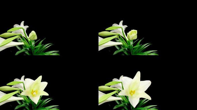 白百合花百合花开延时摄影植物生长