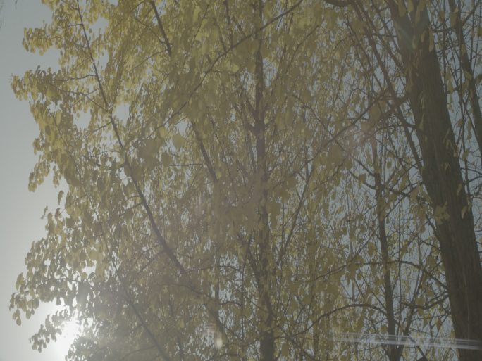 阳光透过银杏树林ARRI原生变形宽荧幕