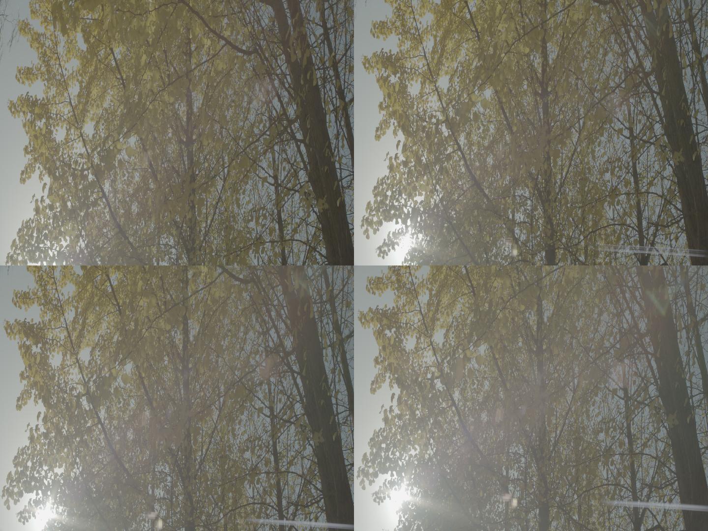 阳光透过银杏树林ARRI原生变形宽荧幕