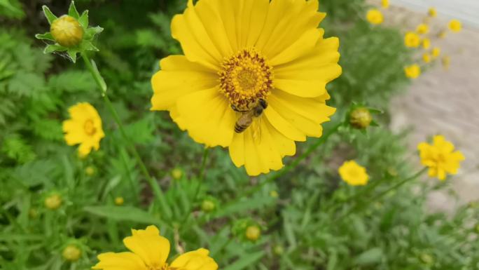 花花卉蜜蜂采蜜