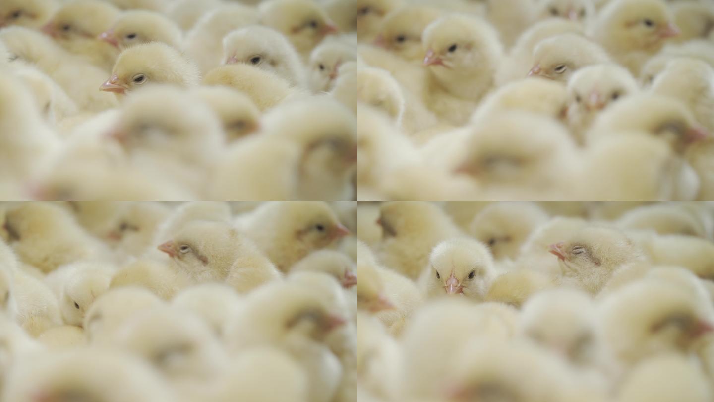 养殖厂刚孵化出来的小鸡雏鸡