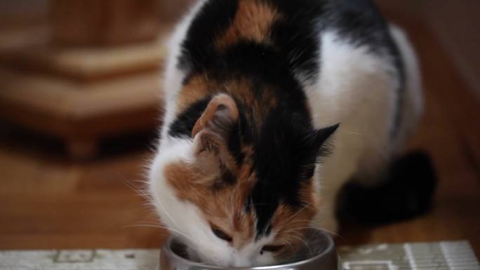 猫在吃碗里的肉