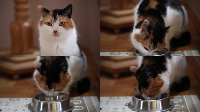猫在吃碗里的肉