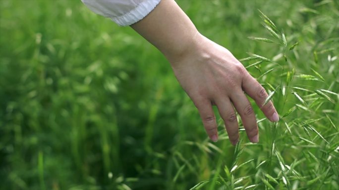 年轻女性的手抚摸绿色的草丛慢动作