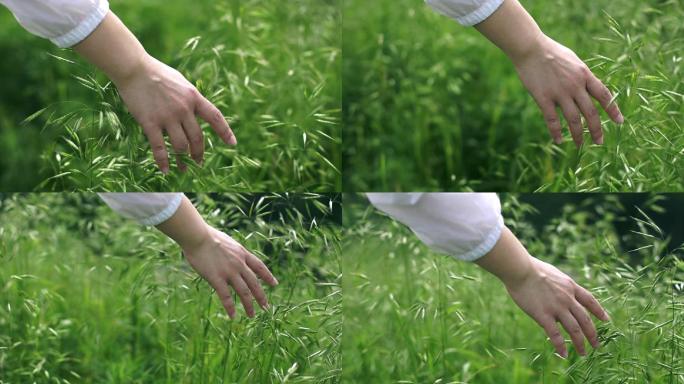 年轻女性的手抚摸绿色的草丛慢动作