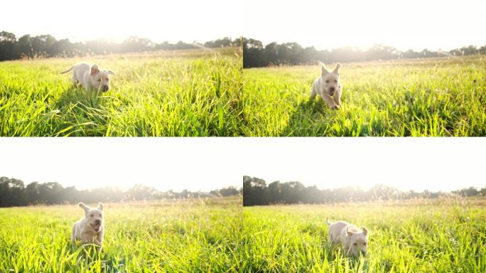 奔跑的小狗小奶狗公园草丛玩耍