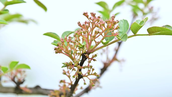 汉源红花椒开花