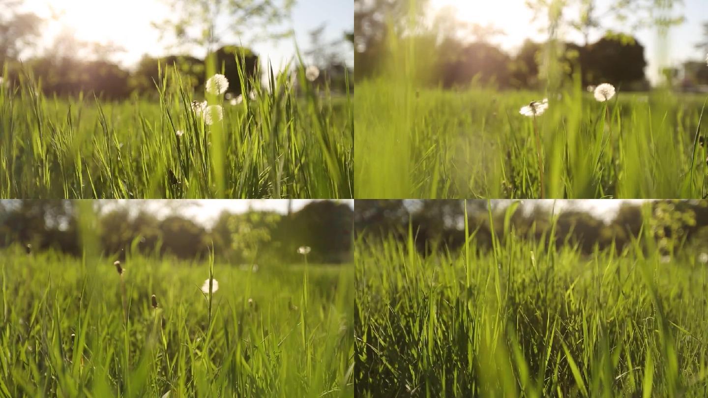 白色的蒲公英花和清新的春绿草地