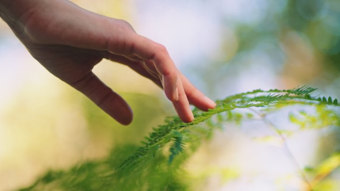 触摸树叶的人感受自然生命力人与植物