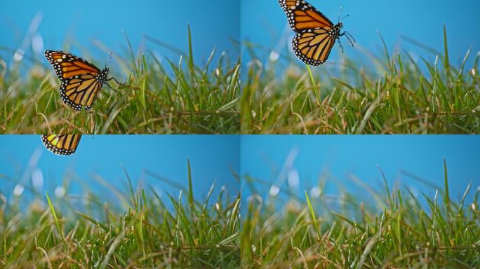 蝴蝶在阳光下从绿草上飞起来