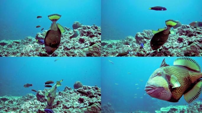 水下泰坦三角鱼海鱼危险