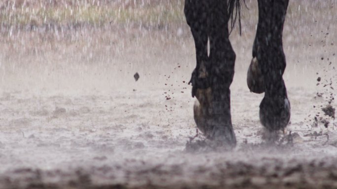 马在雨中奔跑马场骑射骑马马术运动赛马马驹