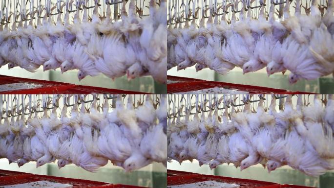 家禽养殖场的鸡肉加工线