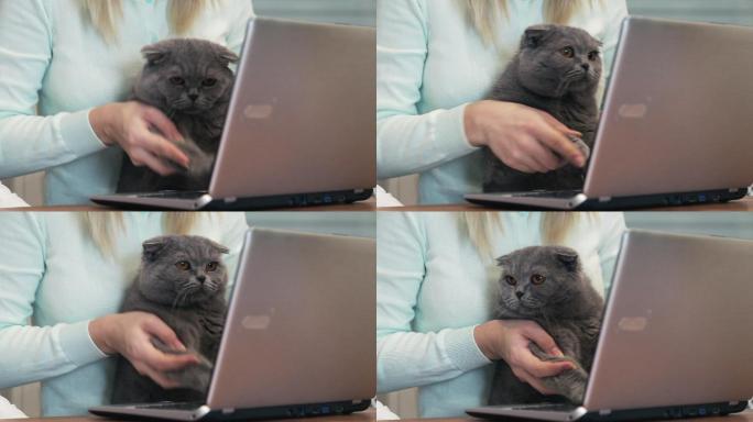 猫正在笔记本电脑上打字