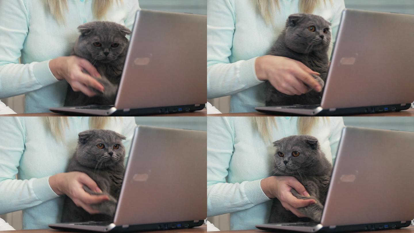 猫正在笔记本电脑上打字