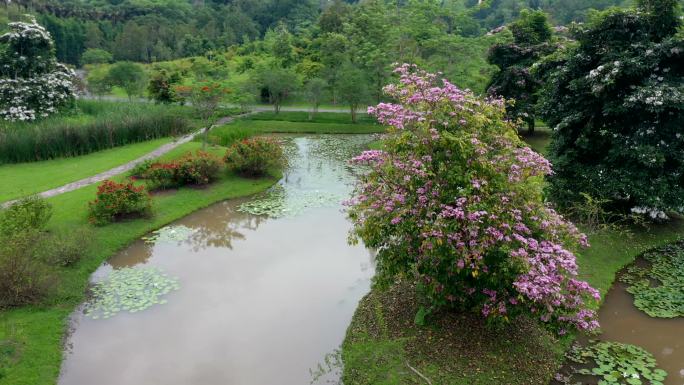 航拍夏季热带植物园林风光