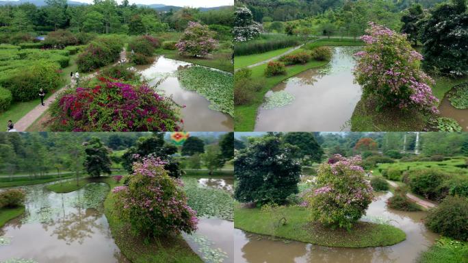 航拍夏季热带植物园林风光