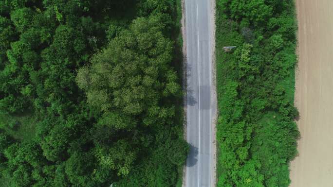 天穿过森林的笔直道路