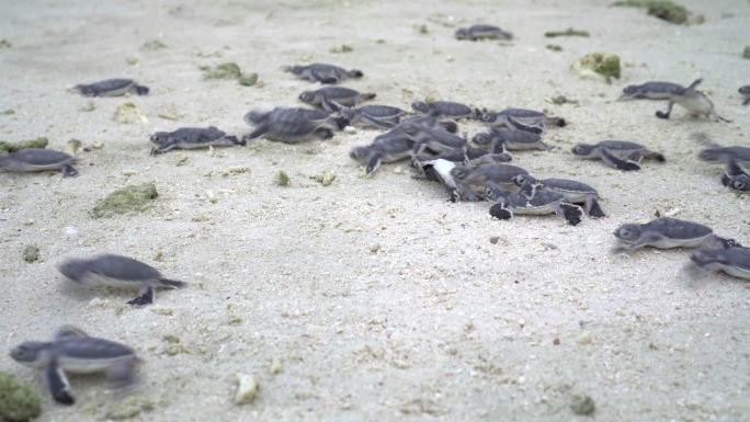 小海龟幼仔奔向大海