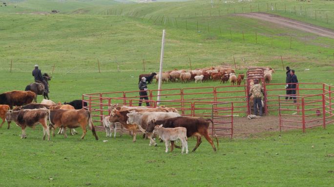 哈萨克族牧民圈牛