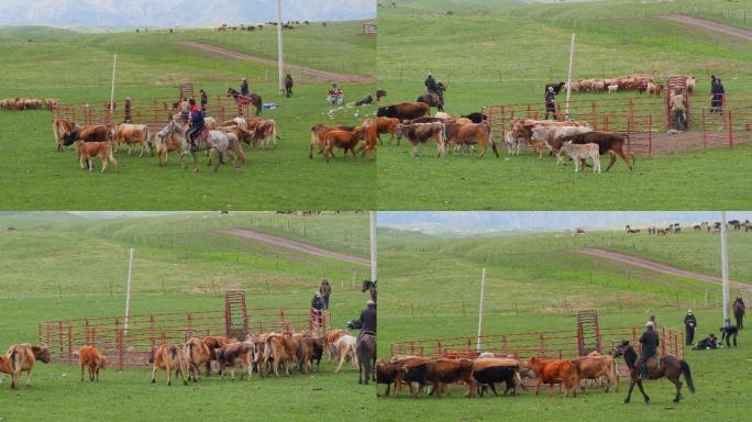 哈萨克族牧民圈牛