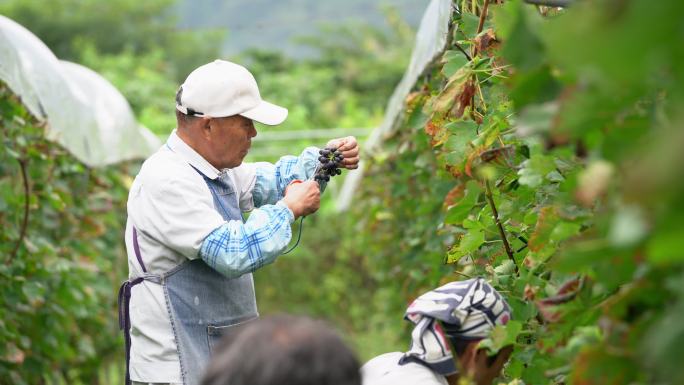 农场主检查新收获的葡萄是否有瑕疵