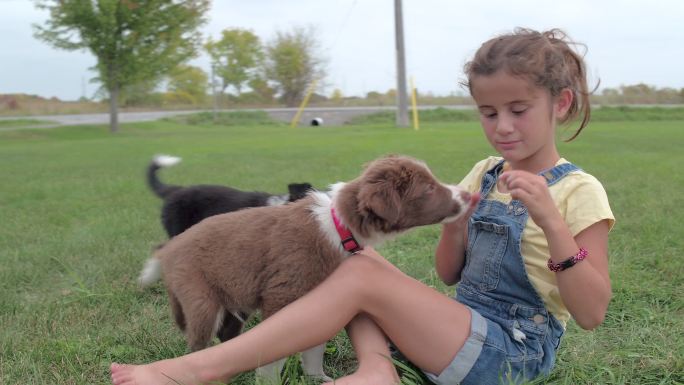 可爱的女孩和两只可爱的边牧犬在草地上玩耍