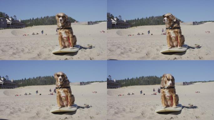 戴墨镜坐在冲浪板上的狗