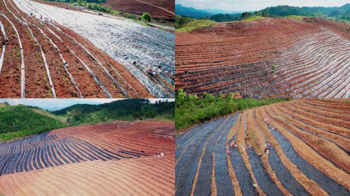 4K航拍农民在地里干农活