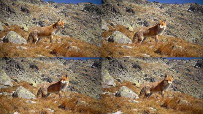 冬季红狐在山上特写