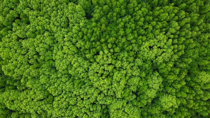 绿树林鸟瞰图植被植物山林林地碳中和航拍俯