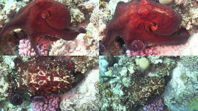 珊瑚礁上的章鱼